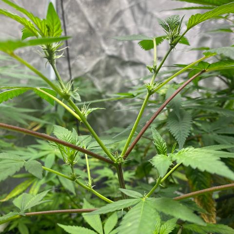 Moose knuckle F1 #2 growlog timeline photo