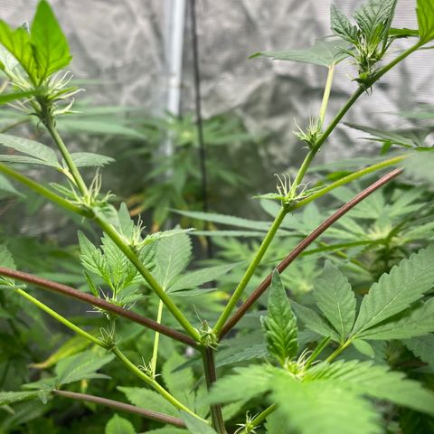 Moose knuckle F1 #2 growlog timeline photo