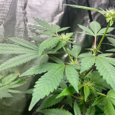 Moose knuckle F1 #1 growlog timeline photo