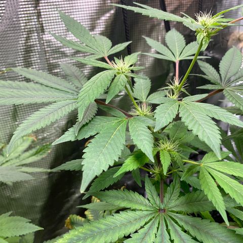 Moose knuckle F1 #1 growlog timeline photo