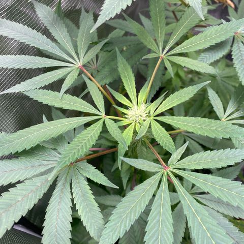 Moose knuckle F1 #1 growlog timeline photo