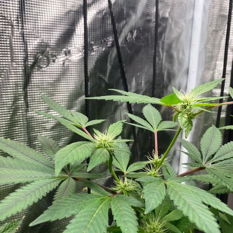 Moose knuckle F1 #1 growlog timeline photo