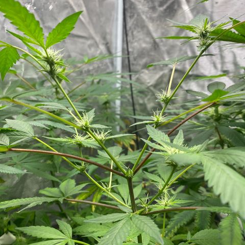 Moose knuckle F1 #2 growlog timeline photo