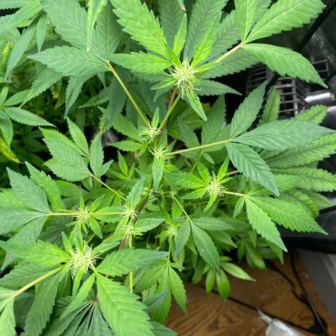 Moose knuckle F1 #2 growlog timeline photo