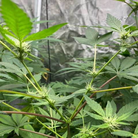 Moose knuckle F1 #2 growlog timeline photo