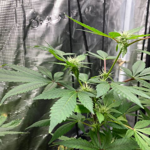 Moose knuckle F1 #1 growlog timeline photo