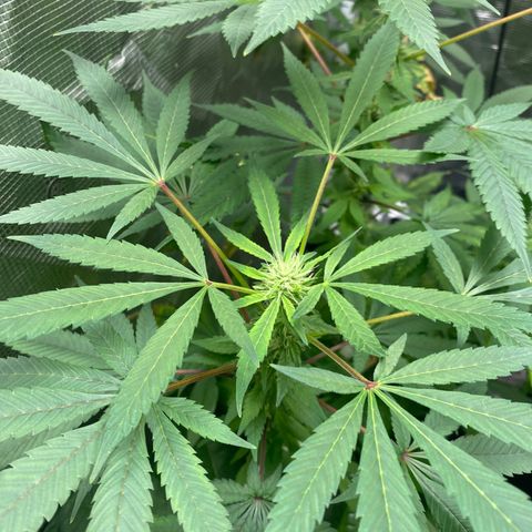 Moose knuckle F1 #1 growlog timeline photo