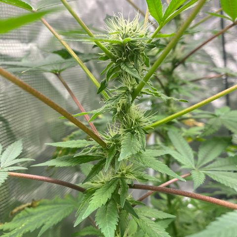 Moose knuckle F1 #1 growlog timeline photo