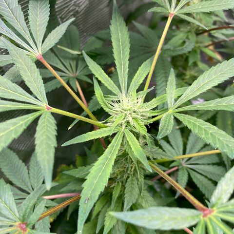 Moose knuckle F1 #1 growlog timeline photo