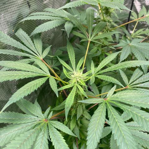 Moose knuckle F1 #1 growlog timeline photo
