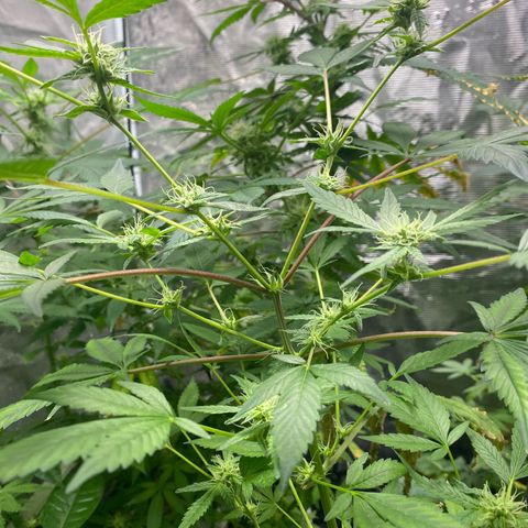 Moose knuckle F1 #2 growlog timeline photo