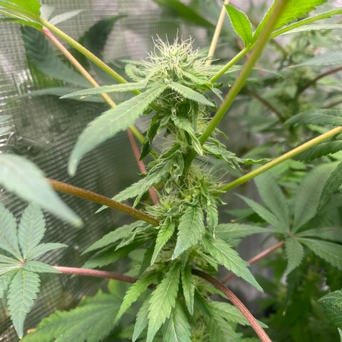 Moose knuckle F1 #1 growlog timeline photo