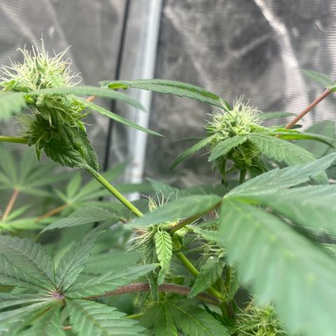 Moose knuckle F1 #1 growlog timeline photo