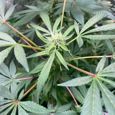 Moose knuckle F1 #1 growlog photo: My LST game is lowkey shit, so the room is getting packed and mad inefficient. Got to plan for more horizontal coverage in the future.