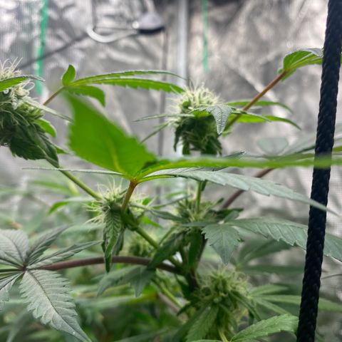 Moose knuckle F1 #1 growlog photo: My LST game is lowkey shit, so the room is getting packed and mad inefficient. Got to plan for more horizontal coverage in the future.