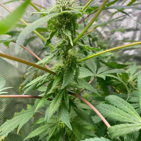 Moose knuckle F1 #1 growlog photo: My LST game is lowkey shit, so the room is getting packed and mad inefficient. Got to plan for more horizontal coverage in the future.