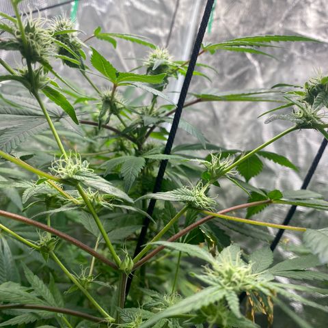 Moose knuckle F1 #2 growlog timeline photo
