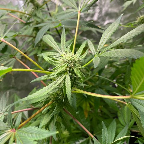 Moose knuckle F1 #1 growlog timeline photo