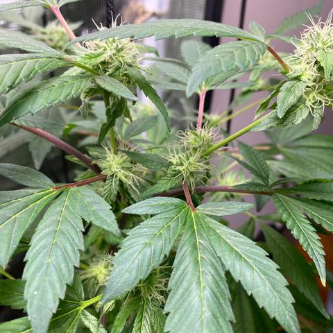Moose knuckle F1 #1 growlog timeline photo