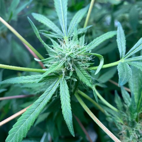 Moose knuckle F1 #1 growlog timeline photo