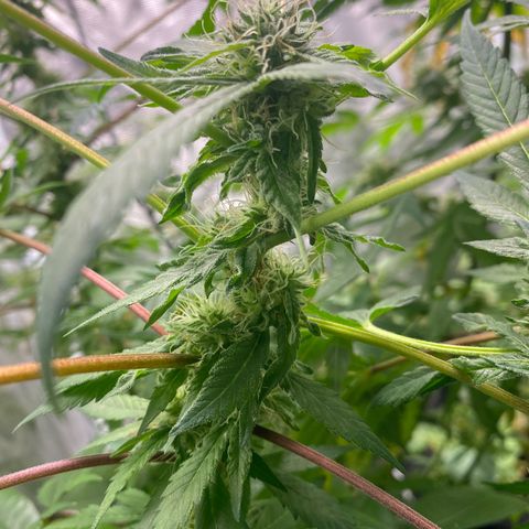 Moose knuckle F1 #1 growlog timeline photo