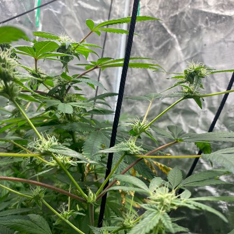 Moose knuckle F1 #2 growlog timeline photo