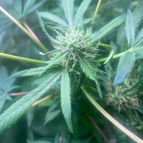 Moose knuckle F1 #1 growlog timeline photo