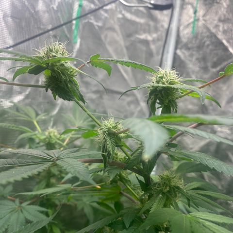 Moose knuckle F1 #1 growlog timeline photo