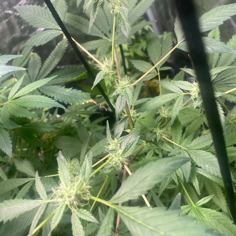 Moose knuckle F1 #2 growlog timeline photo