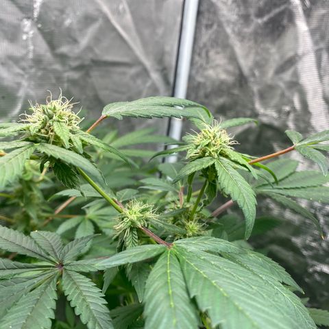 Moose knuckle F1 #1 growlog timeline photo