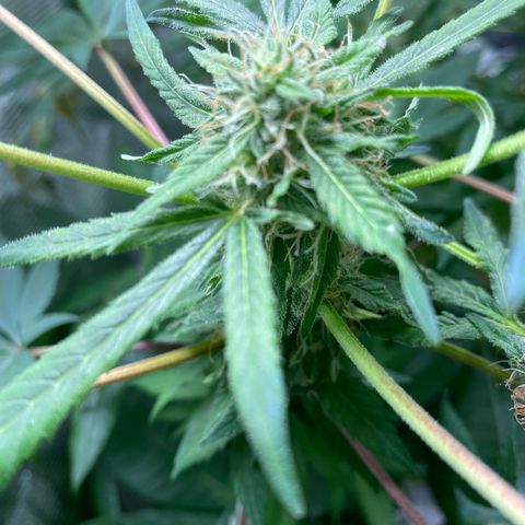 Moose knuckle F1 #1 growlog timeline photo