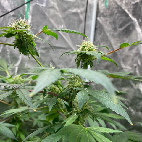 Moose knuckle F1 #1 growlog timeline photo