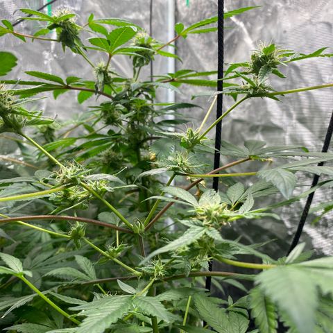 Moose knuckle F1 #2 growlog timeline photo