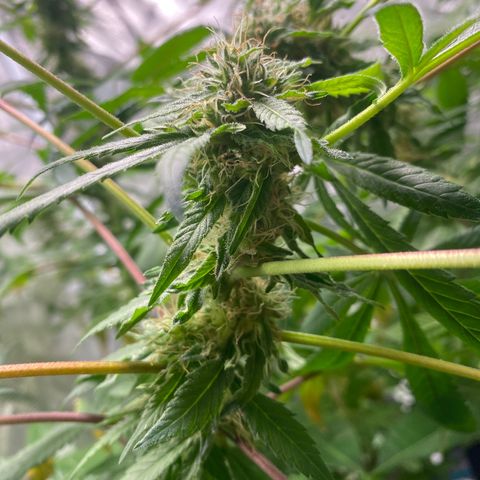 Moose knuckle F1 #1 growlog timeline photo