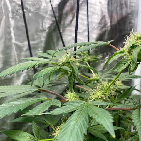 Moose knuckle F1 #1 growlog timeline photo