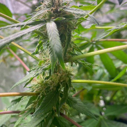 Moose knuckle F1 #1 growlog timeline photo