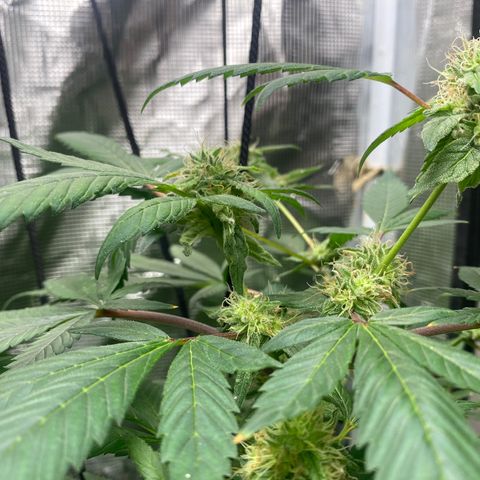Moose knuckle F1 #1 growlog timeline photo