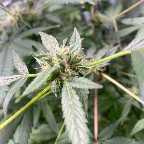 Moose knuckle F1 #2 growlog timeline photo