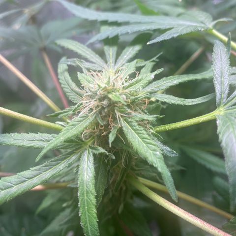 Moose knuckle F1 #1 growlog timeline photo