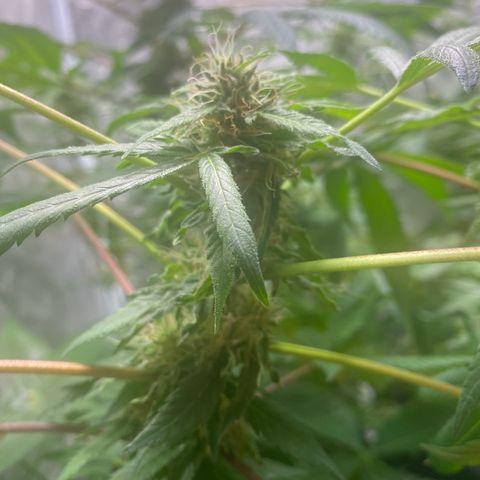 Moose knuckle F1 #1 growlog timeline photo