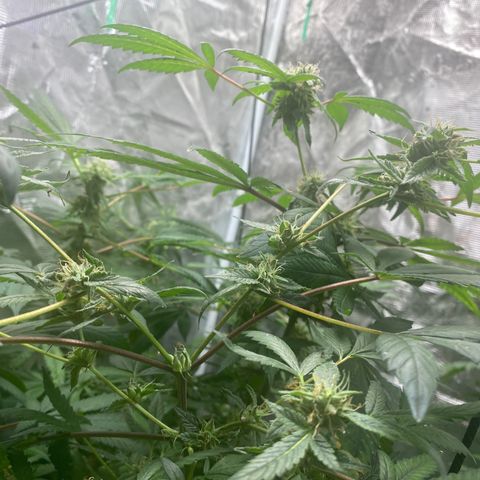Moose knuckle F1 #2 growlog timeline photo