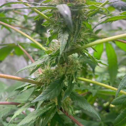 Moose knuckle F1 #1 growlog timeline photo