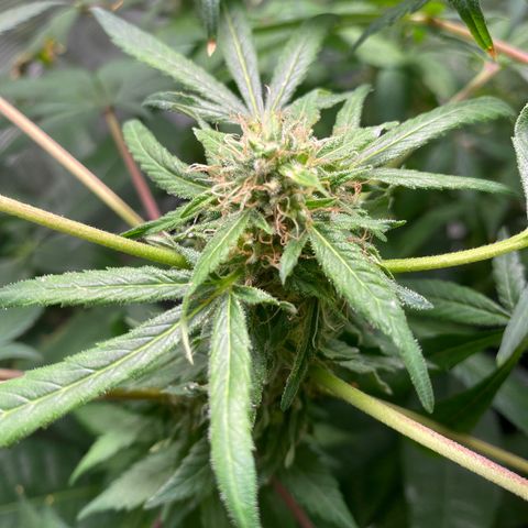 Moose knuckle F1 #1 growlog timeline photo