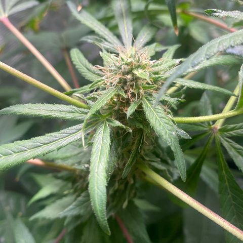 Moose knuckle F1 #1 growlog timeline photo