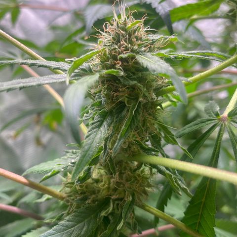 Moose knuckle F1 #1 growlog timeline photo