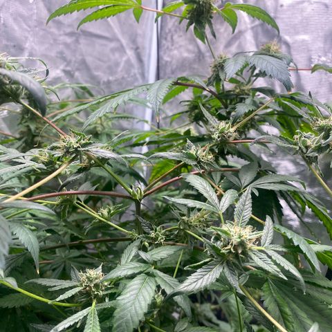 Moose knuckle F1 #2 growlog timeline photo