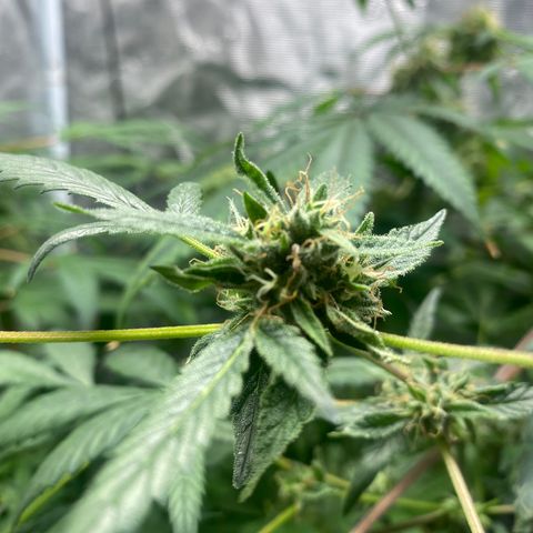 Moose knuckle F1 #2 growlog timeline photo