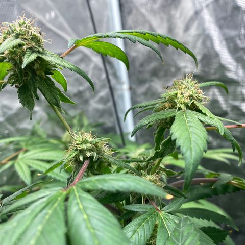 Moose knuckle F1 #1 growlog timeline photo