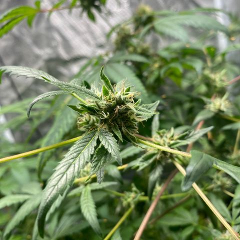 Moose knuckle F1 #2 growlog timeline photo