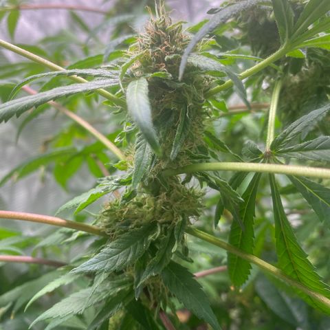Moose knuckle F1 #1 growlog timeline photo